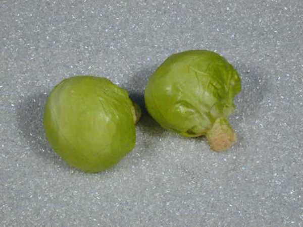 Weisskraut, 2er-Set