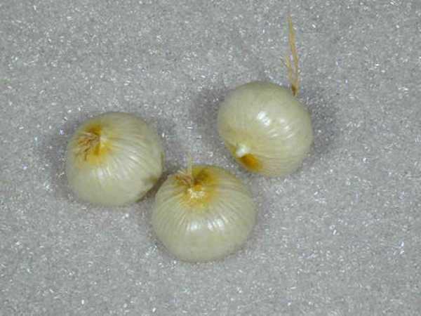 onions, white, 3-piece