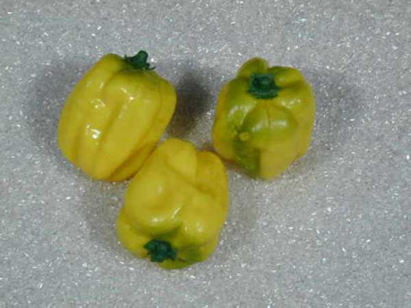 Paprika, Gelb, 3-teilig