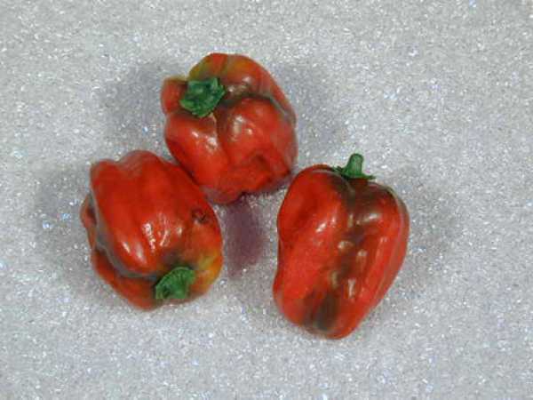 Paprika, Rot, 3-teilig