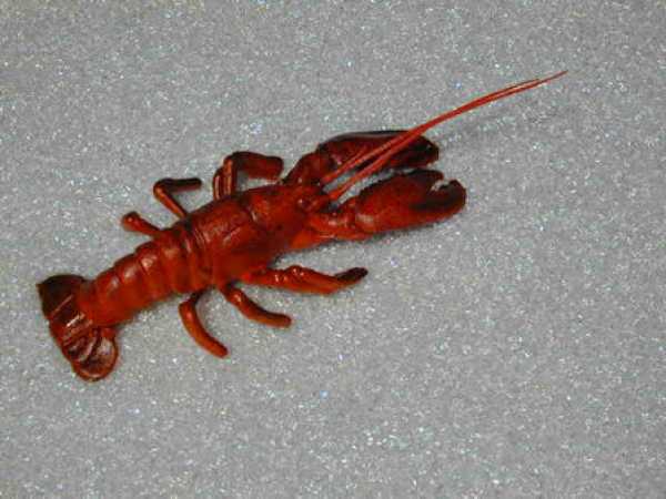 Hummer, Mittel, 1-teilig