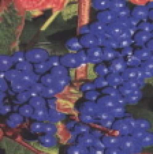 Cloth, grapes, blue