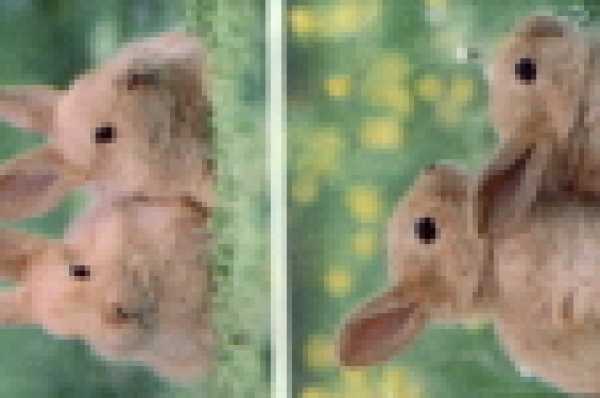 Geschenkbänder Bunny, 15 mm breit