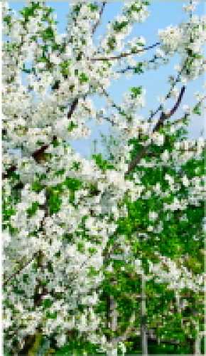 Textile poster "April", 80 x 140 cm