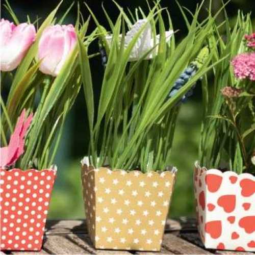 Pflanzenbox 200 ml, 5,5 x 5,5 x 6 cm, 12 Stück