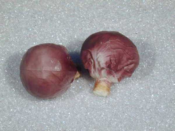 Rotkohl, 2er-Set