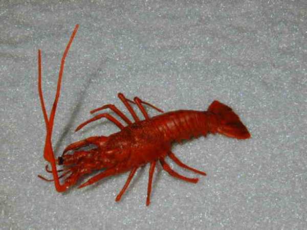 Hummer, Mediterranea, 1-teilig