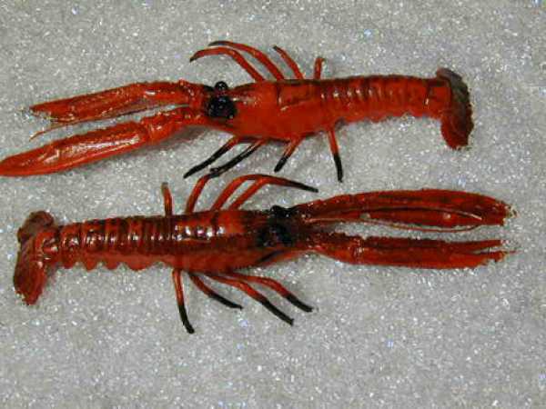 Scampi, 2-teilig