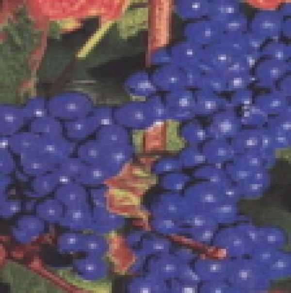 Cloth, grapes, blue