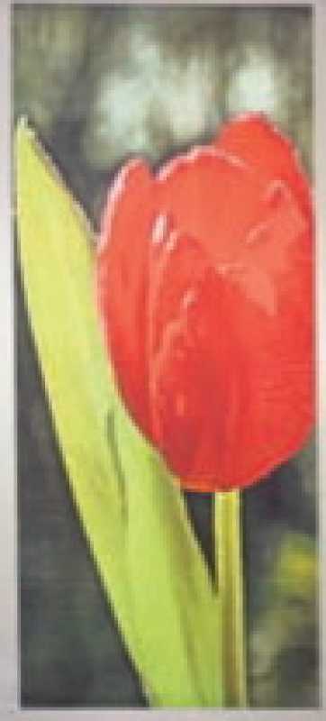 Dekobanner "Tulpe", 75 x 180 cm