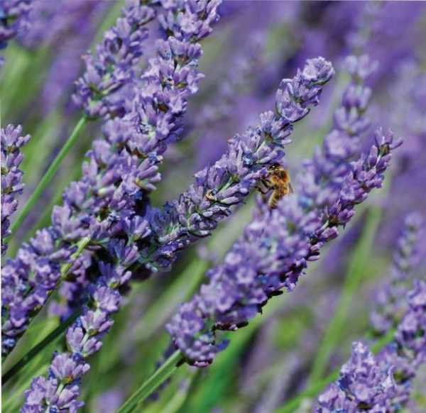 Textilposter "Lavendula", 95 x 95 cm