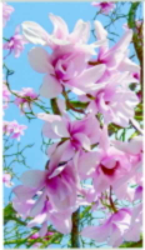 Decorative banners "Magnolia", 95 x 170 cm