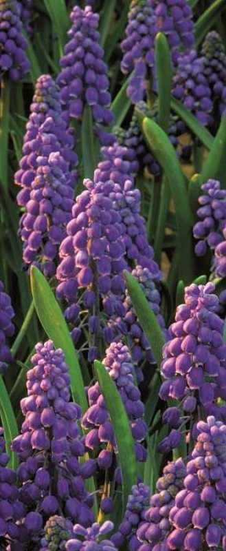 Dekobanner "Muscari", 75 x 180 cm